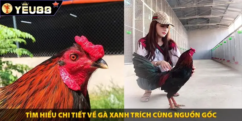 Lịch sử gà xanh trích chuẩn xác và chi tiết ở Yeu88