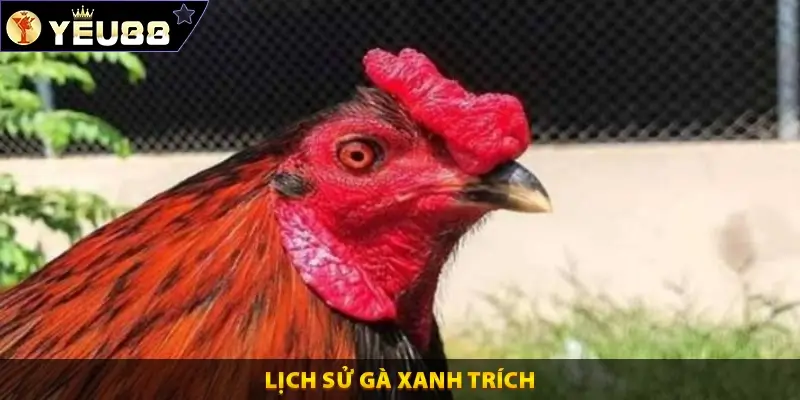 Lịch Sử Gà Xanh Trích