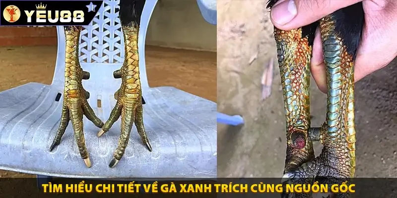 Tìm hiểu chi tiết về gà xanh trích cùng nguồn gốc